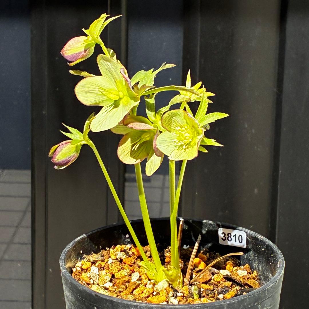 810☘️1年管理☘️極上⭐️原生地採取実生⭐️torquatus⭐️小輪フラッシュベイン