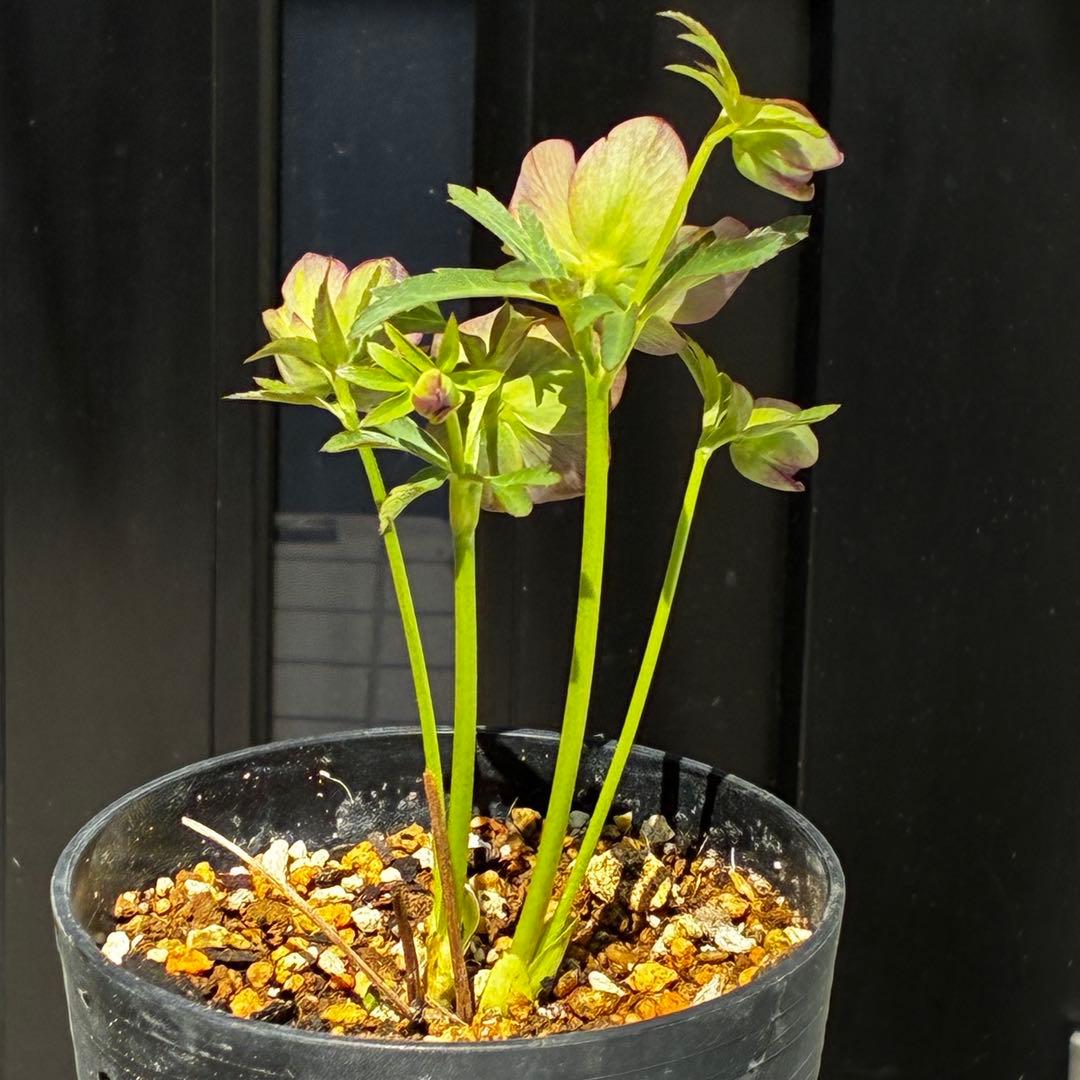 810☘️1年管理☘️極上⭐️原生地採取実生⭐️torquatus⭐️小輪フラッシュベイン