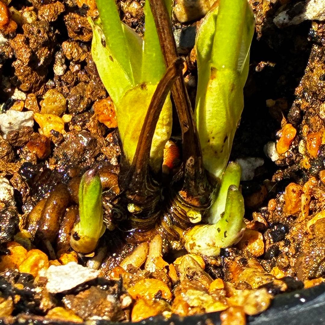 810☘️1年管理☘️極上⭐️原生地採取実生⭐️torquatus⭐️小輪フラッシュベイン