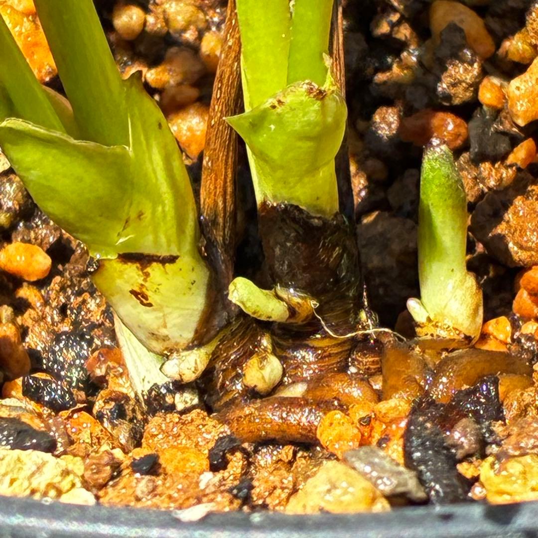 810☘️1年管理☘️極上⭐️原生地採取実生⭐️torquatus⭐️小輪フラッシュベイン