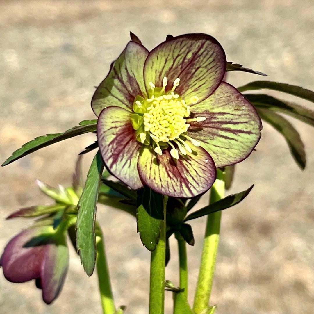 810☘️1年管理☘️極上⭐️原生地採取実生⭐️torquatus⭐️小輪フラッシュベイン