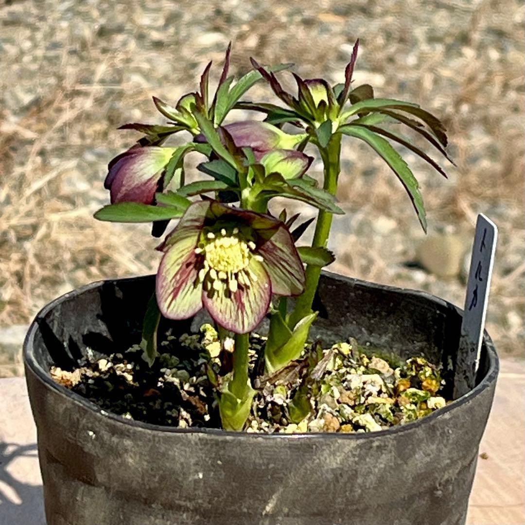 810☘️1年管理☘️極上⭐️原生地採取実生⭐️torquatus⭐️小輪フラッシュベイン