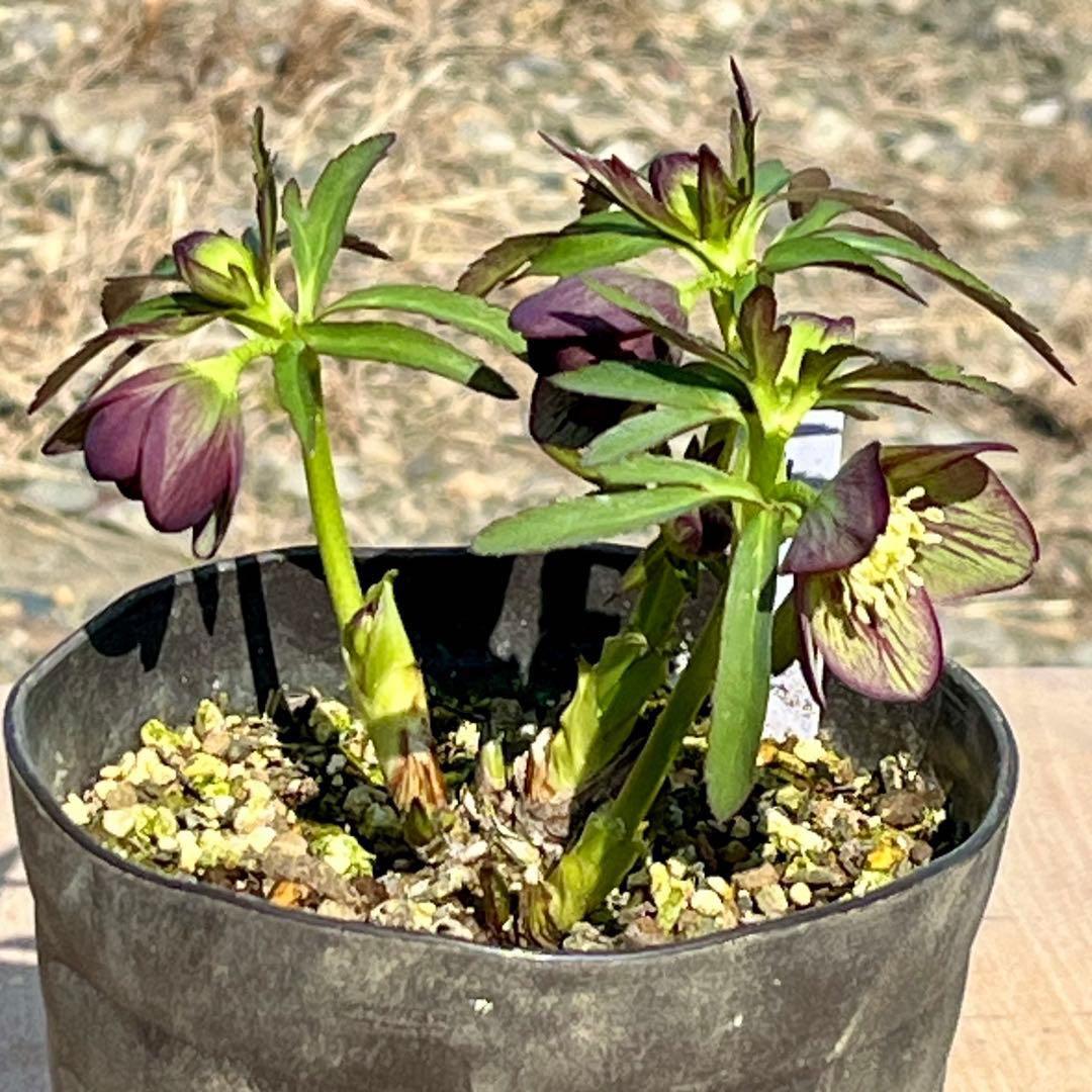 810☘️1年管理☘️極上⭐️原生地採取実生⭐️torquatus⭐️小輪フラッシュベイン