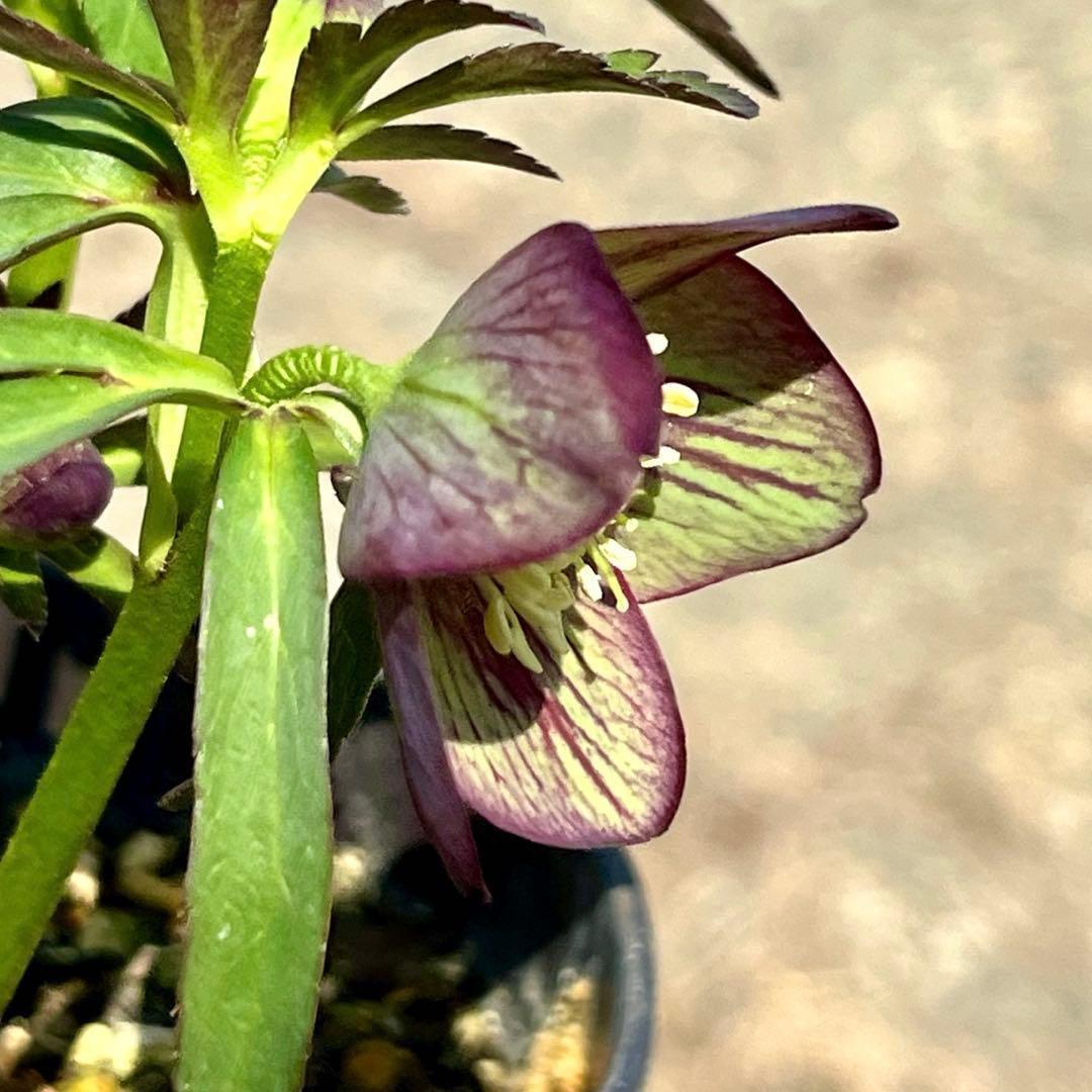810☘️1年管理☘️極上⭐️原生地採取実生⭐️torquatus⭐️小輪フラッシュベイン
