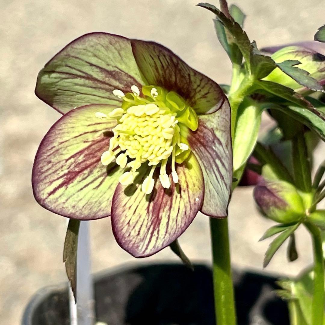 810☘️1年管理☘️極上⭐️原生地採取実生⭐️torquatus⭐️小輪フラッシュベイン