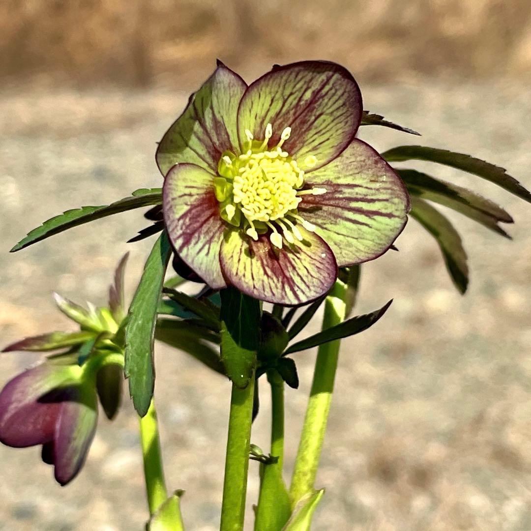 810☘️1年管理☘️極上⭐️原生地採取実生⭐️torquatus⭐️小輪フラッシュベイン