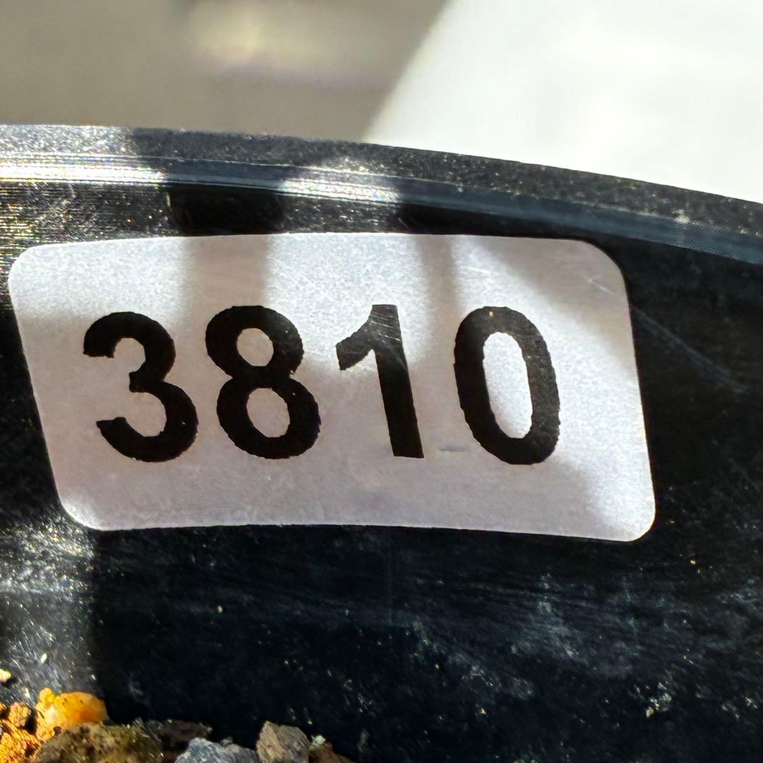 810☘️1年管理☘️極上⭐️原生地採取実生⭐️torquatus⭐️小輪フラッシュベイン