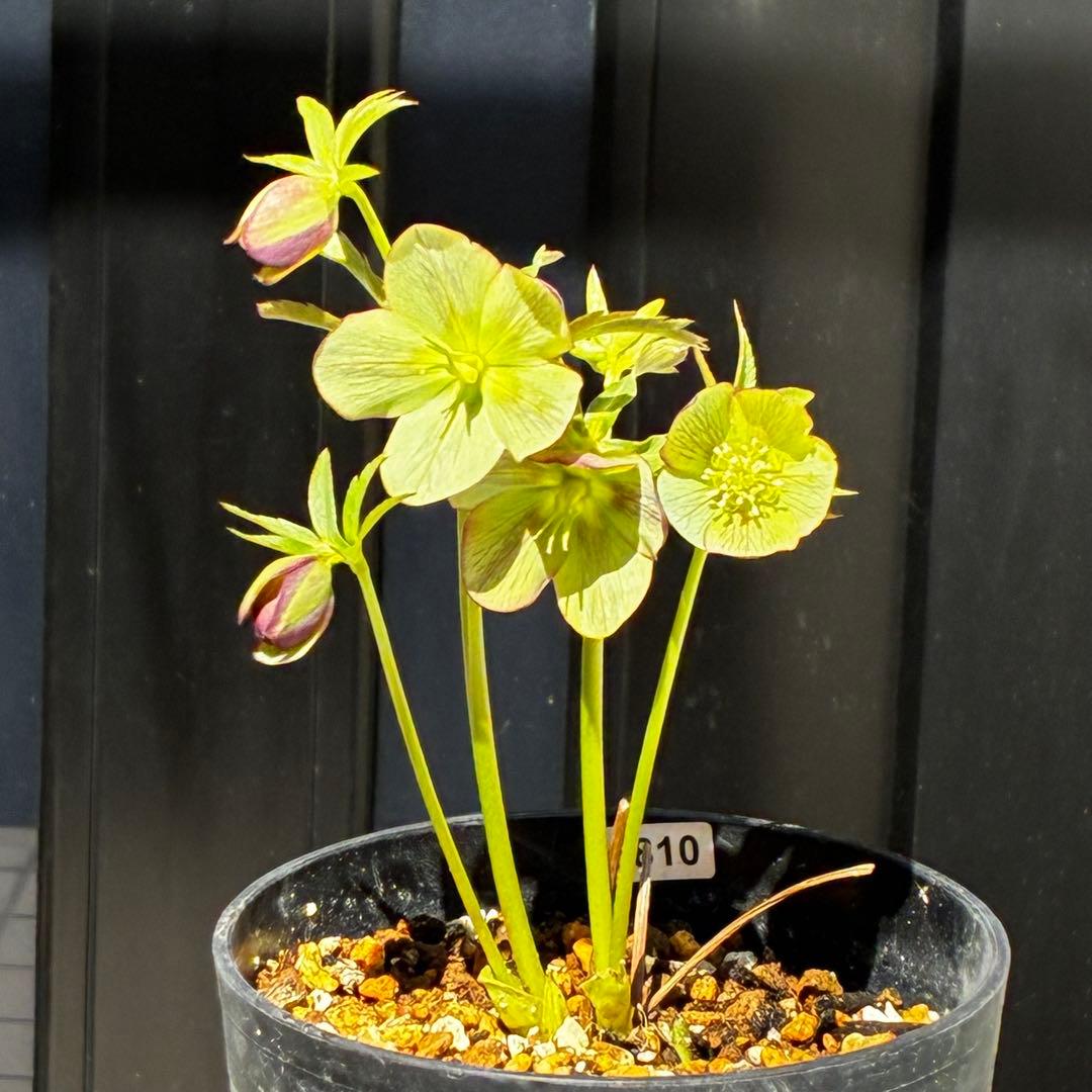 810☘️1年管理☘️極上⭐️原生地採取実生⭐️torquatus⭐️小輪フラッシュベイン