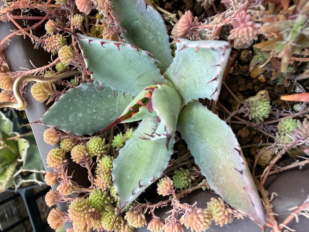 激怒之舞　Agavelive産子株(Lize産)No9