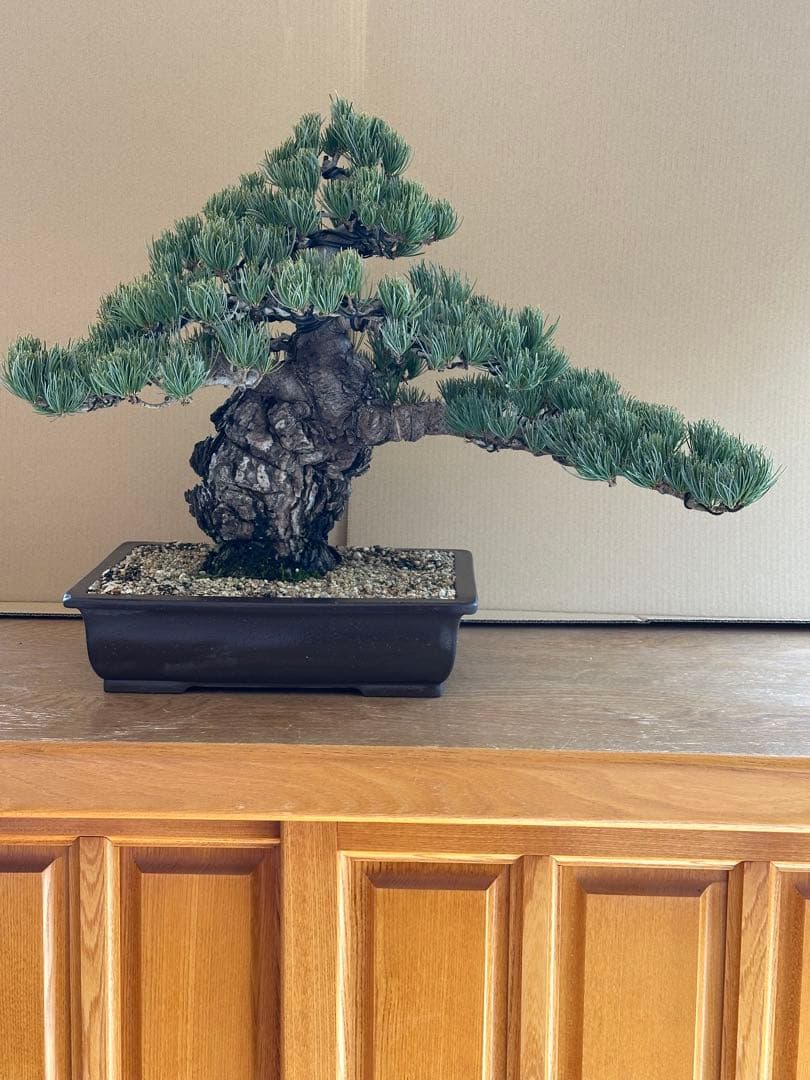 盆栽 銀八房五葉松 極太