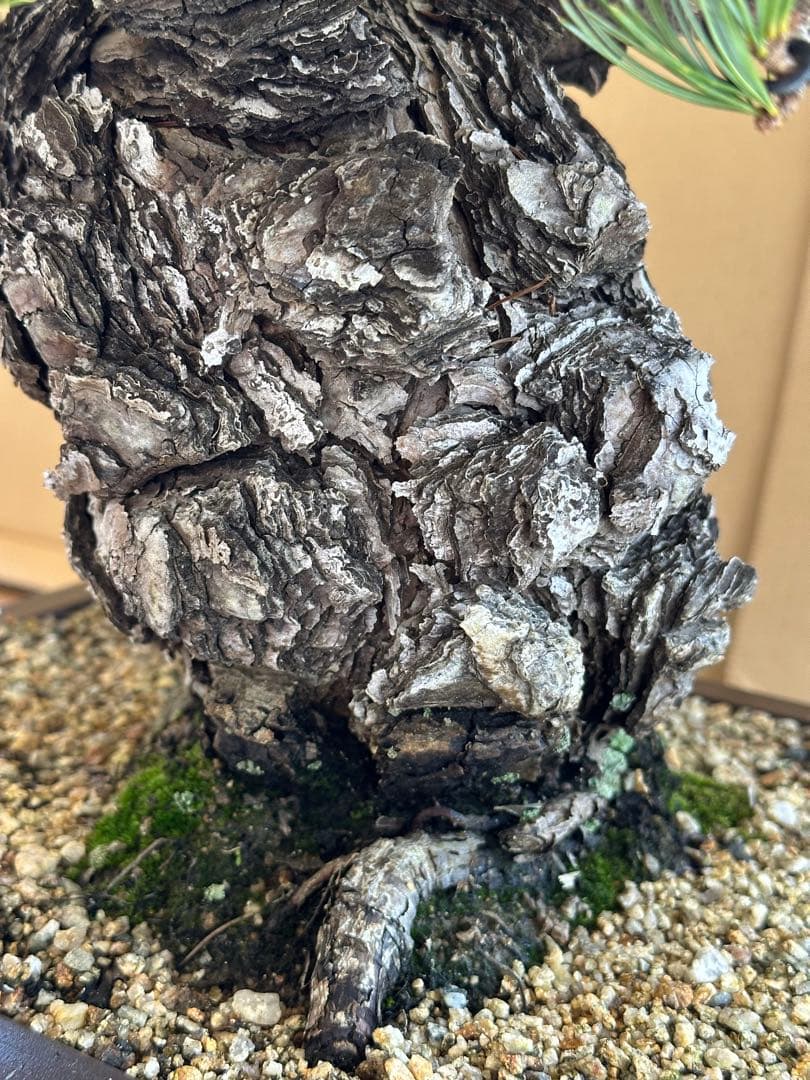 盆栽 銀八房五葉松 極太