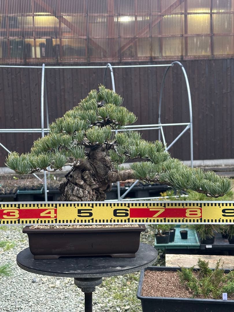 盆栽 銀八房五葉松 極太