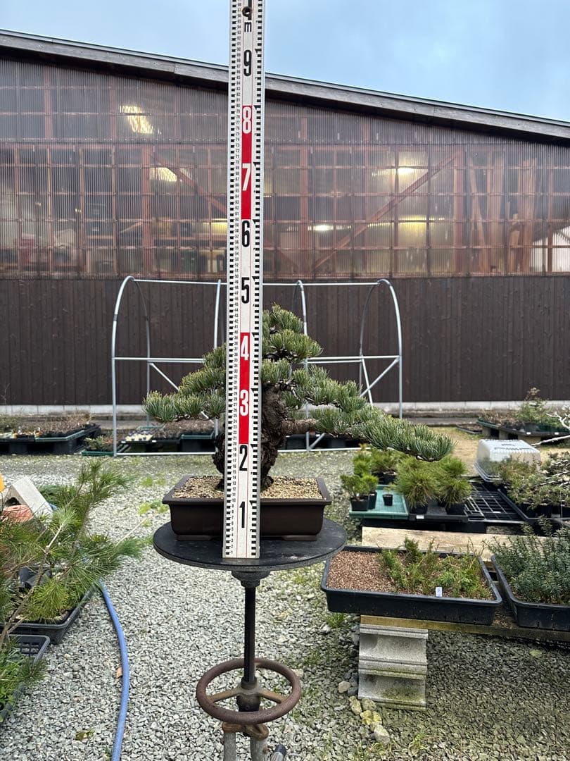 盆栽 銀八房五葉松 極太