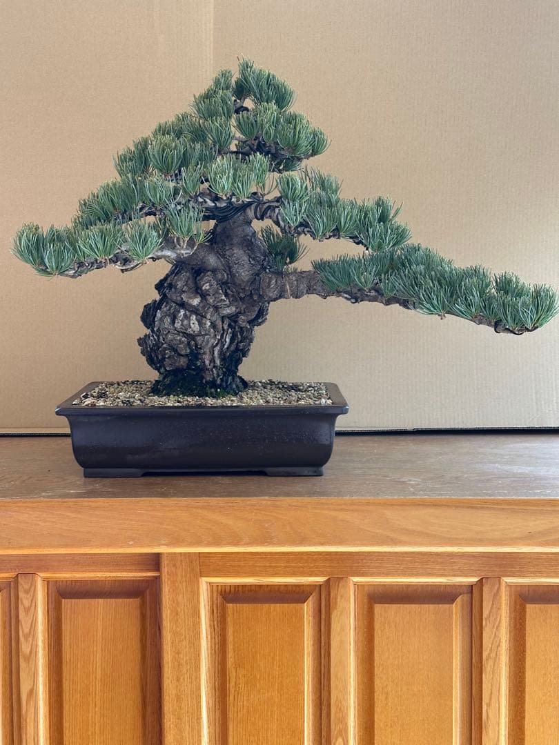 盆栽 銀八房五葉松 極太
