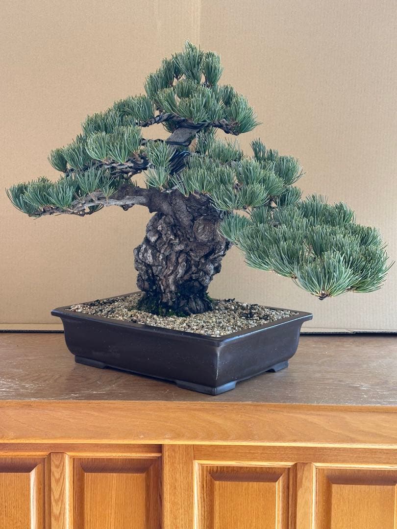 盆栽 銀八房五葉松 極太