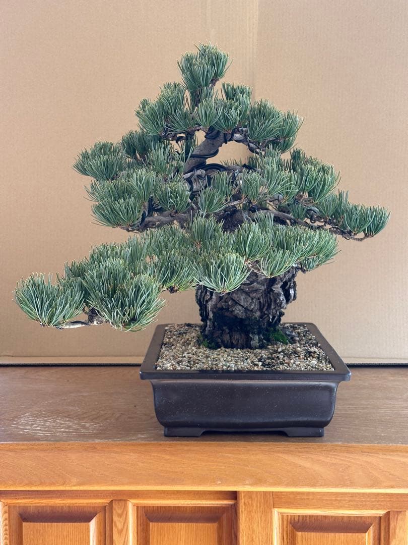 盆栽 銀八房五葉松 極太