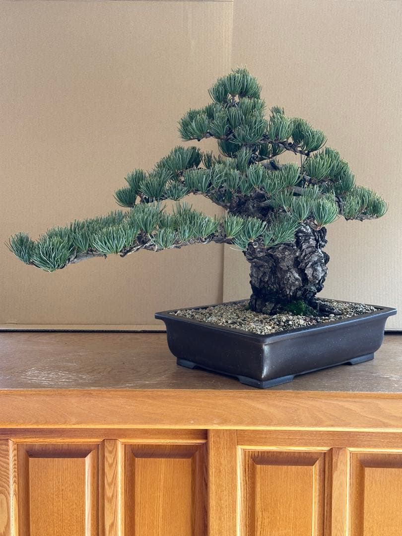 盆栽 銀八房五葉松 極太