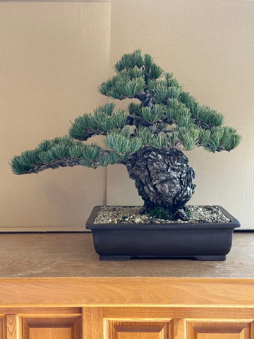 盆栽 銀八房五葉松 極太