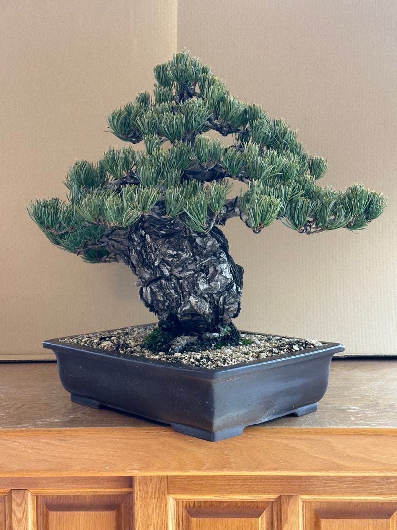 盆栽 銀八房五葉松 極太
