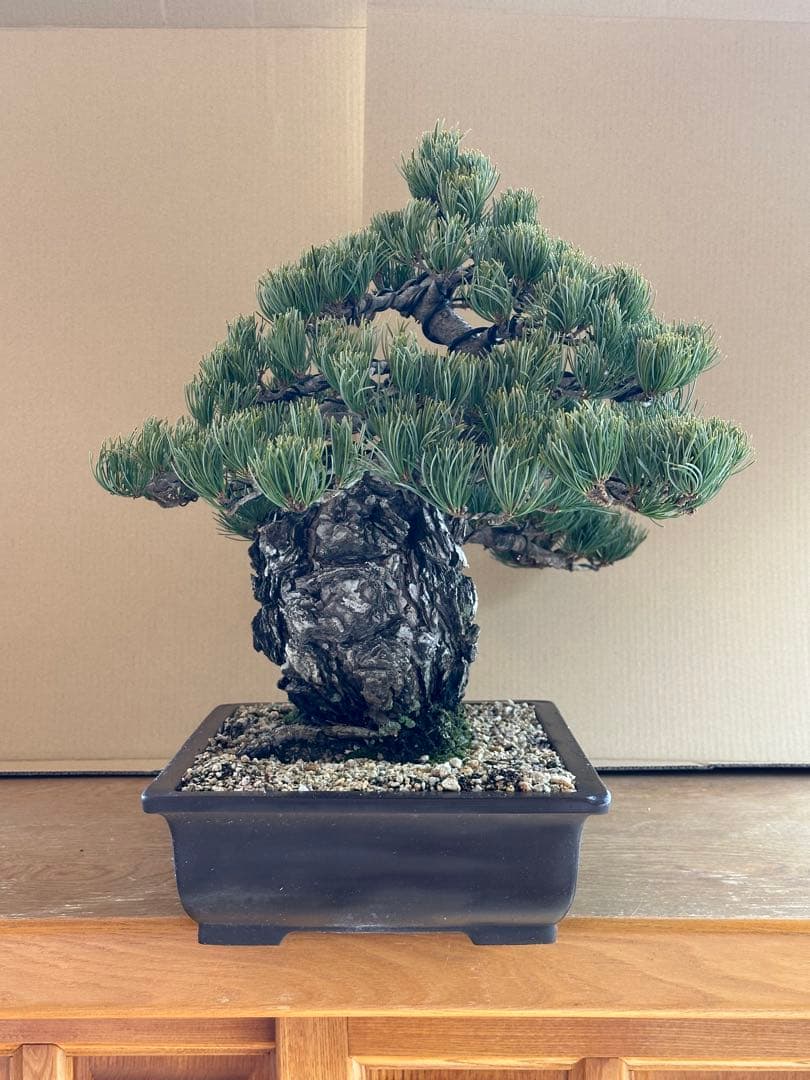 盆栽 銀八房五葉松 極太
