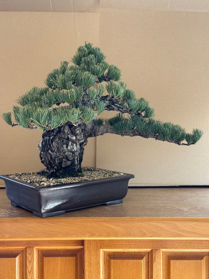 盆栽 銀八房五葉松 極太
