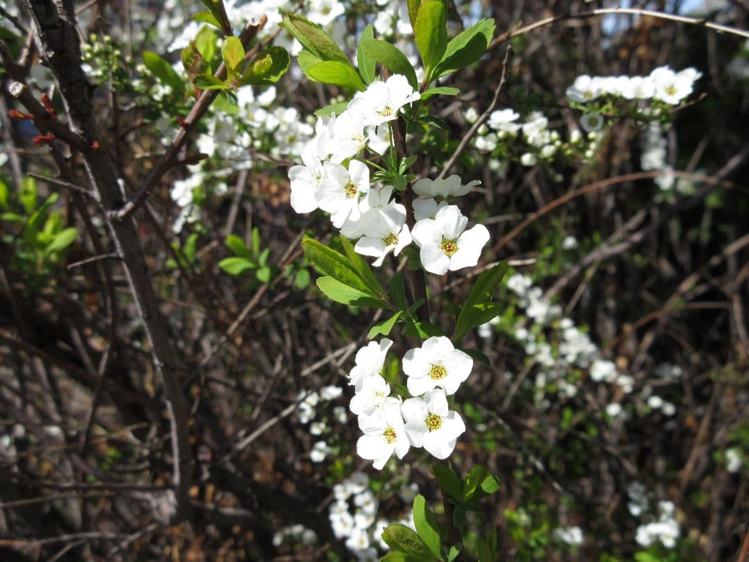 【動作確認済】Canon キャノン IXY 630 　シルバー