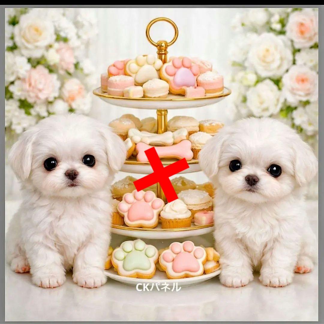 激レアチワワ、トイプー、マルチーズ、柴犬、パグ、ポメラニアンパネル生地