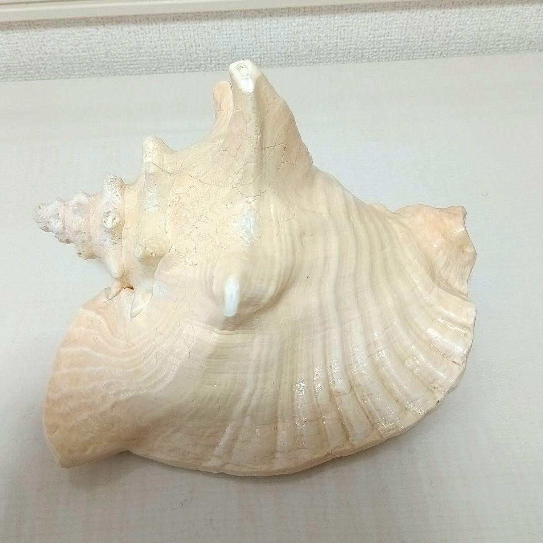 コンク貝 ピンク貝 希少貝 標本貝 インテリア 置物 大きい貝殻 ccp001