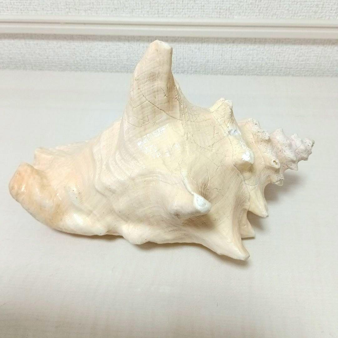 コンク貝 ピンク貝 希少貝 標本貝 インテリア 置物 大きい貝殻 ccp001