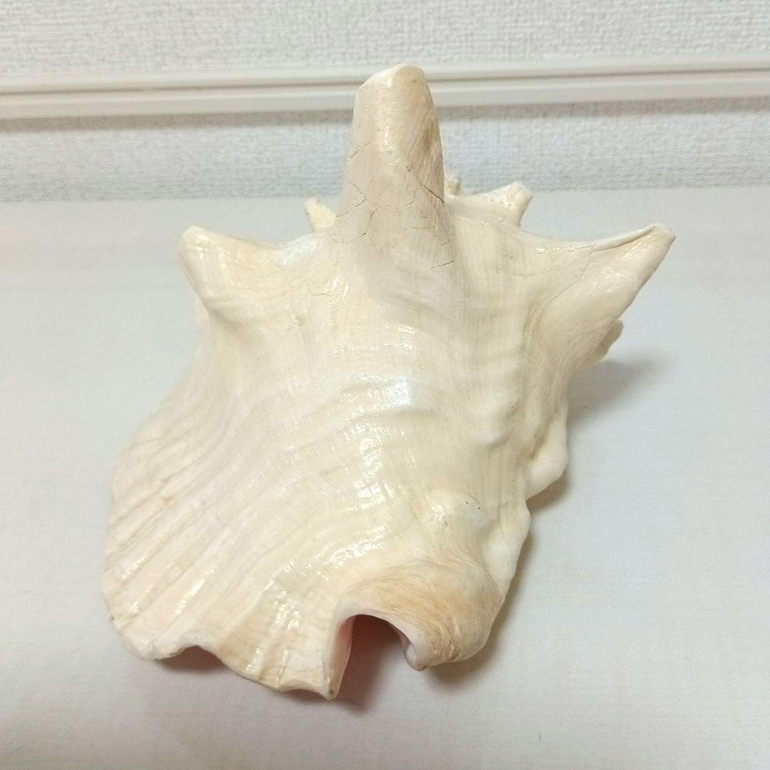 コンク貝 ピンク貝 希少貝 標本貝 インテリア 置物 大きい貝殻 ccp001