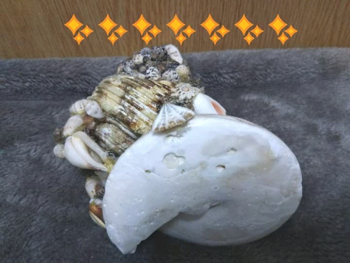✨【全沖縄貝殻手造り】『貝殻シーサー』置き物 貴重‼️✨レア物‼️✨