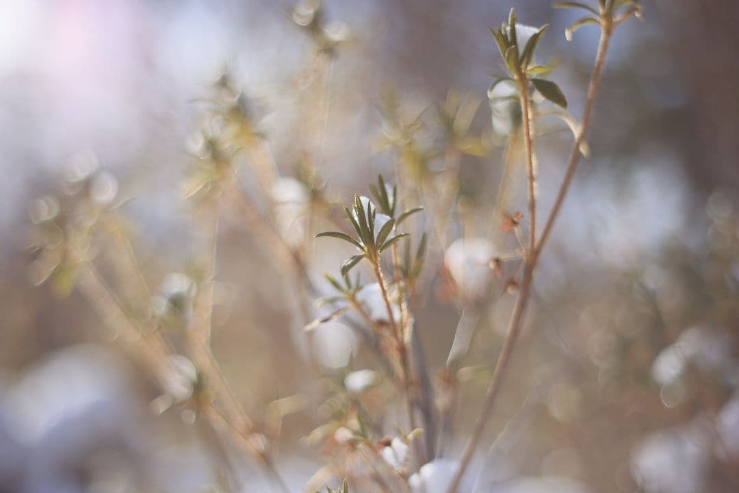 Super-Takumar 55mm F1.8 初期型 S/N：628134