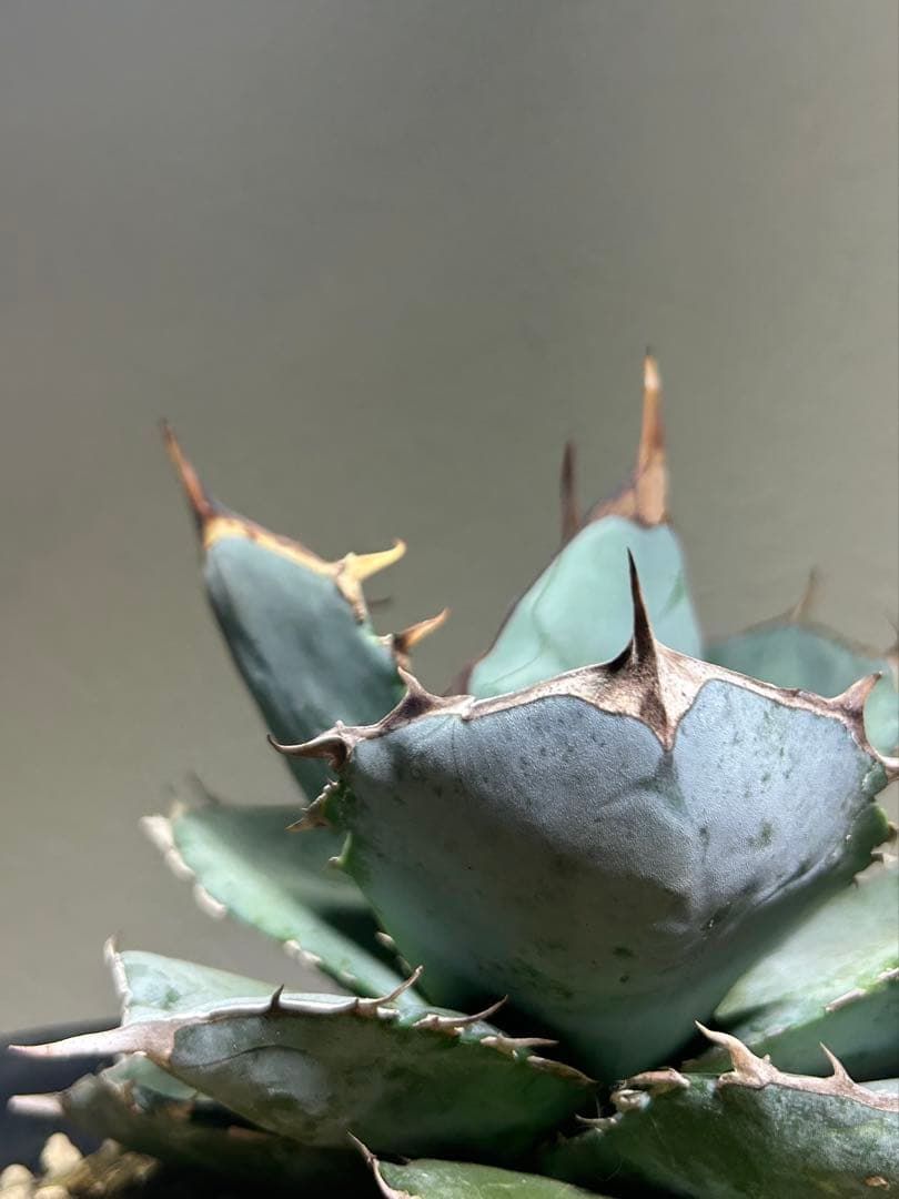 現品　アガベ　チタノタ　ホワイトアイス　強健選抜個体　鉢のまま発送