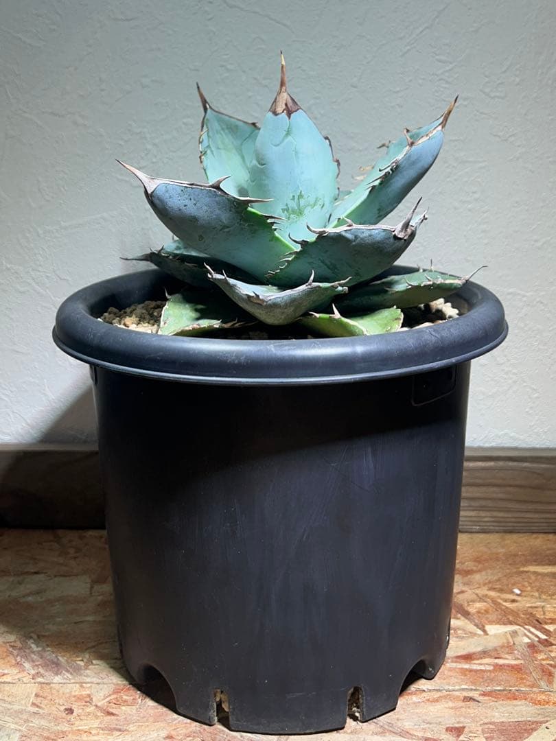 現品　アガベ　チタノタ　ホワイトアイス　強健選抜個体　鉢のまま発送