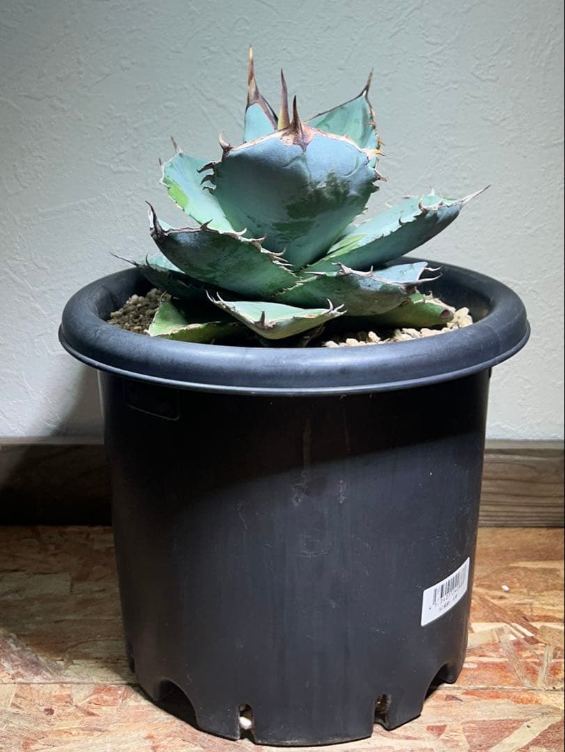 現品　アガベ　チタノタ　ホワイトアイス　強健選抜個体　鉢のまま発送