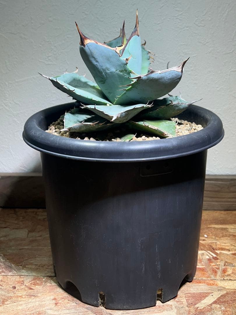 現品　アガベ　チタノタ　ホワイトアイス　強健選抜個体　鉢のまま発送
