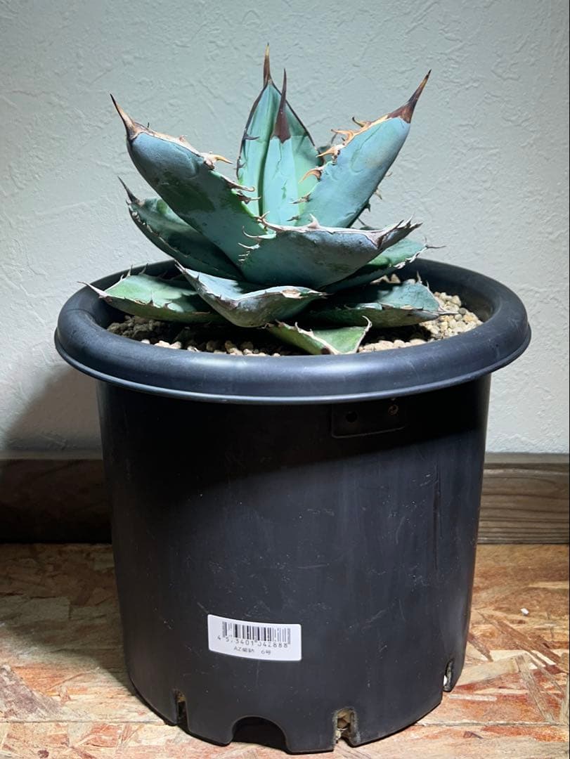 現品　アガベ　チタノタ　ホワイトアイス　強健選抜個体　鉢のまま発送