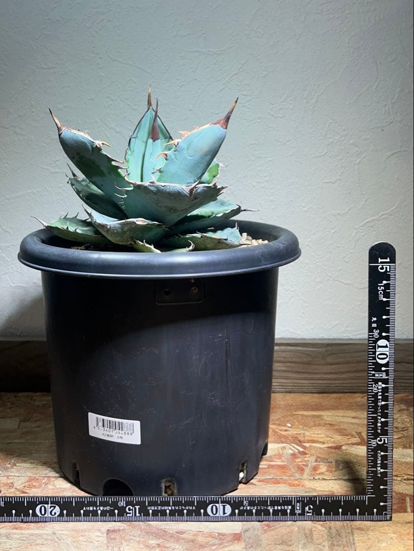 現品　アガベ　チタノタ　ホワイトアイス　強健選抜個体　鉢のまま発送