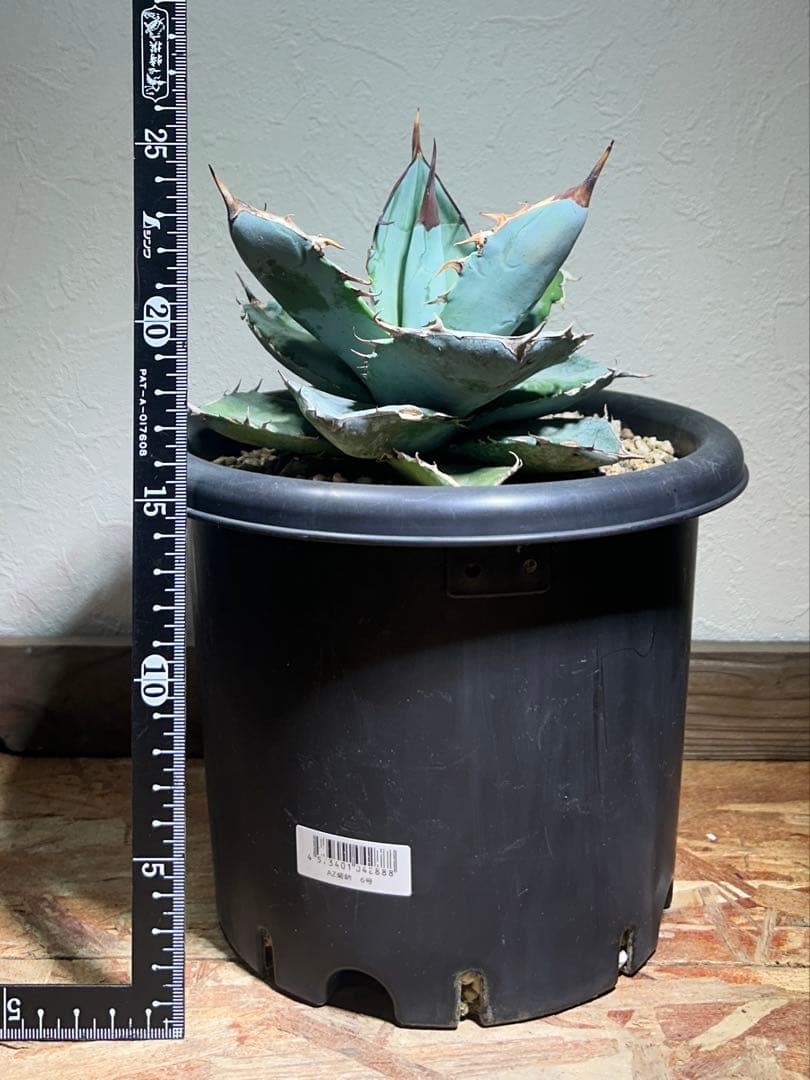 現品　アガベ　チタノタ　ホワイトアイス　強健選抜個体　鉢のまま発送