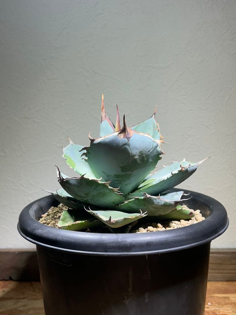 現品　アガベ　チタノタ　ホワイトアイス　強健選抜個体　鉢のまま発送