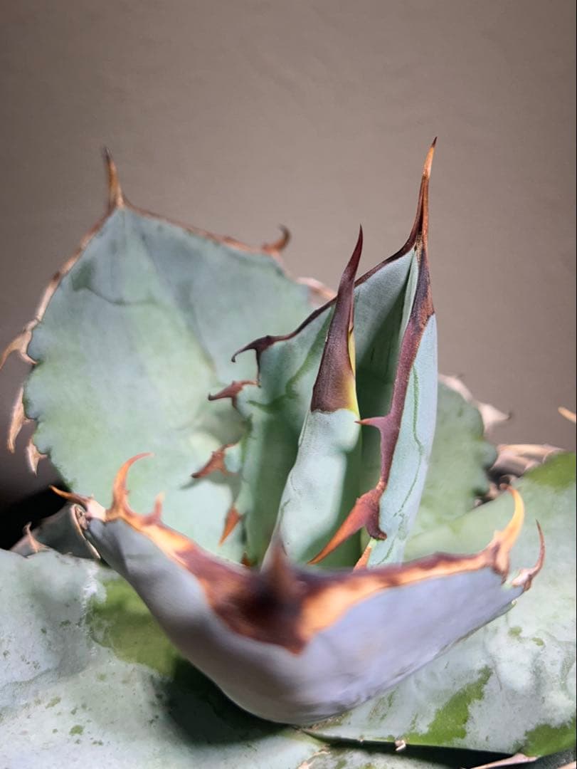 現品　アガベ　チタノタ　ホワイトアイス　強健選抜個体　鉢のまま発送