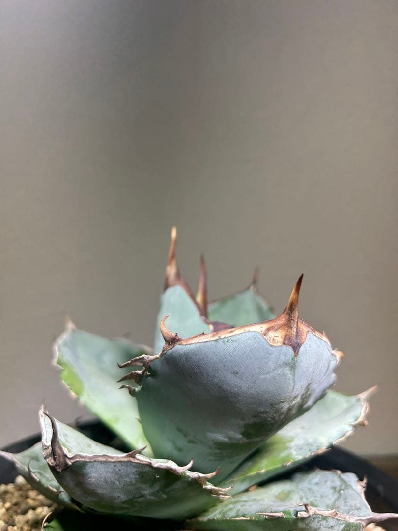 現品　アガベ　チタノタ　ホワイトアイス　強健選抜個体　鉢のまま発送