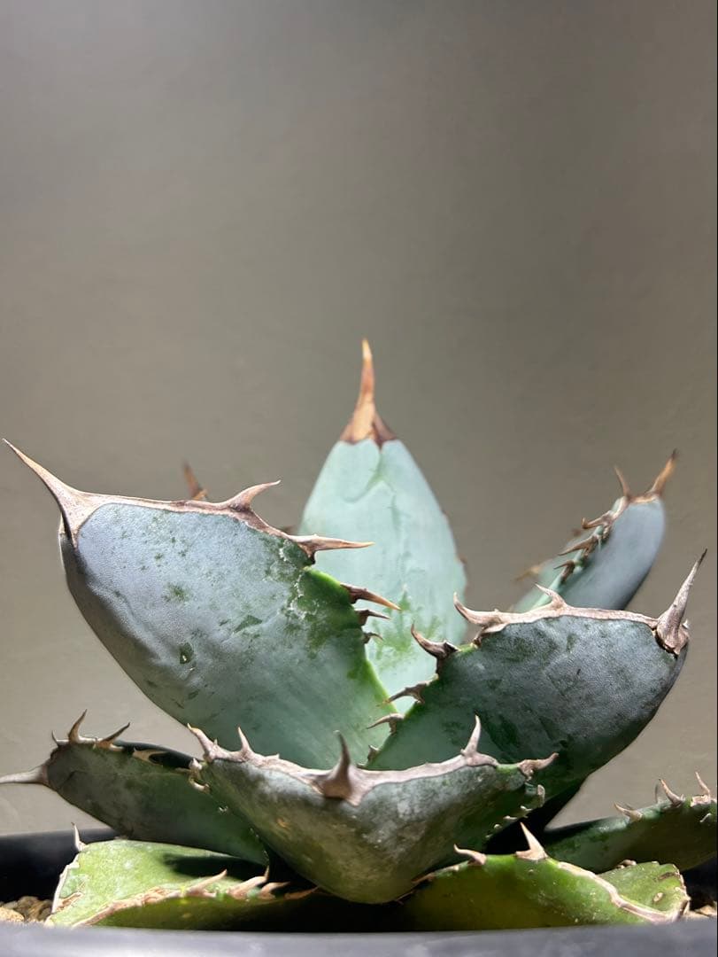 現品　アガベ　チタノタ　ホワイトアイス　強健選抜個体　鉢のまま発送