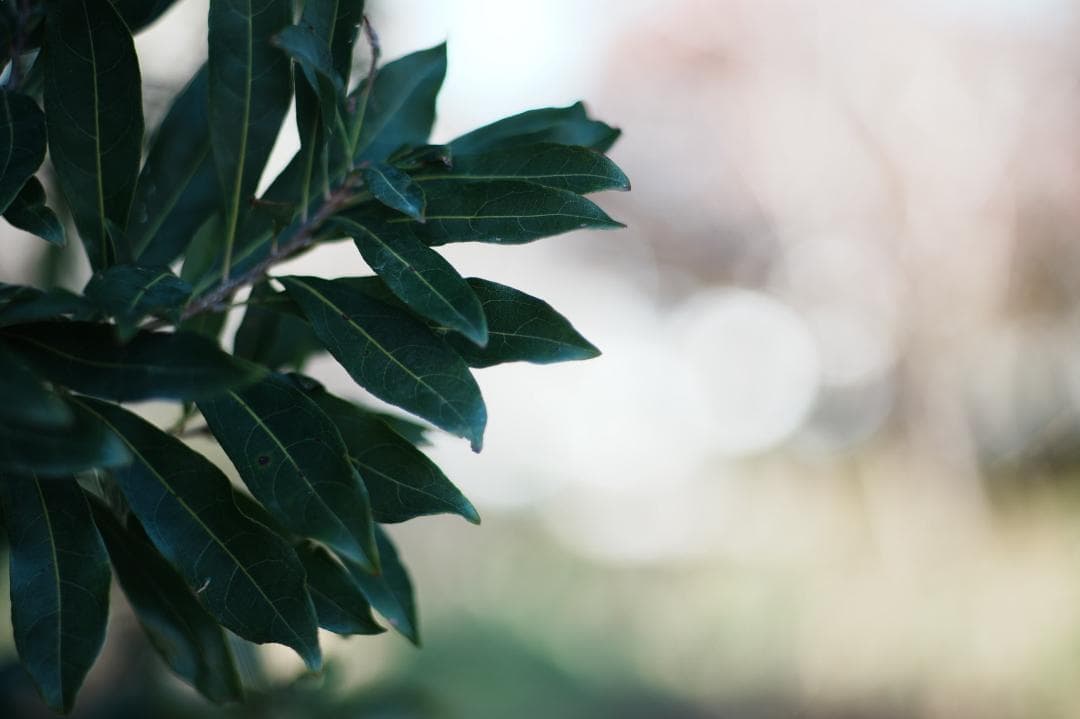 【整備＆テスト済】Canon FD 85mm F1.8 S.S.C 230