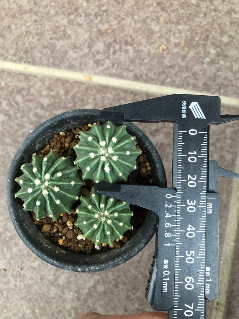 刺無綾波⭐︎実生　エキノカクタス　サボテン