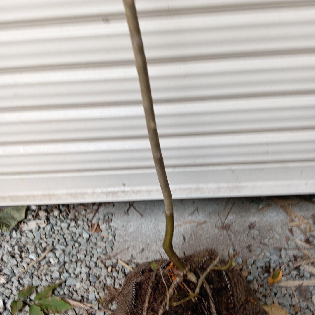 アオダモ　山採り