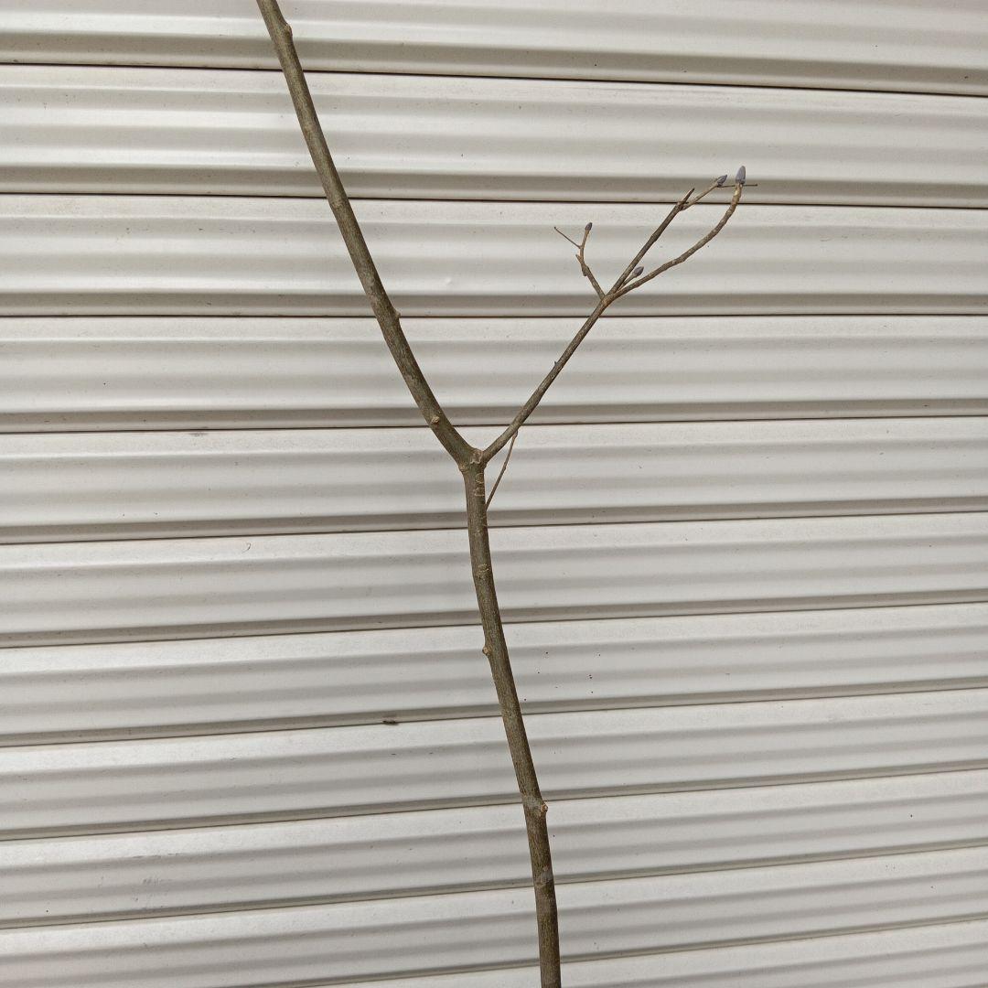 アオダモ　山採り