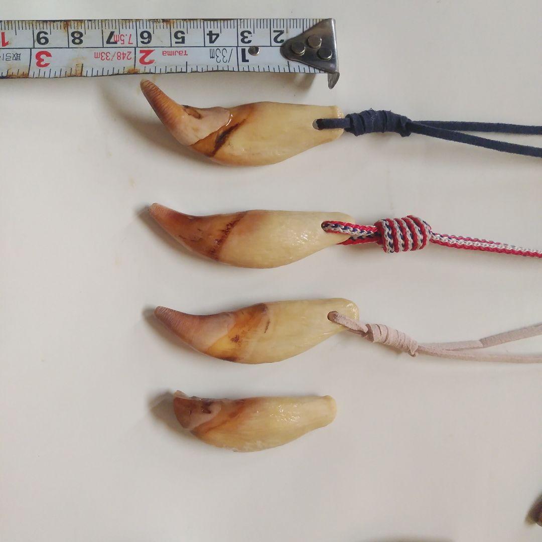 動物の牙 ハンドメイドアクセサリー 16個セット