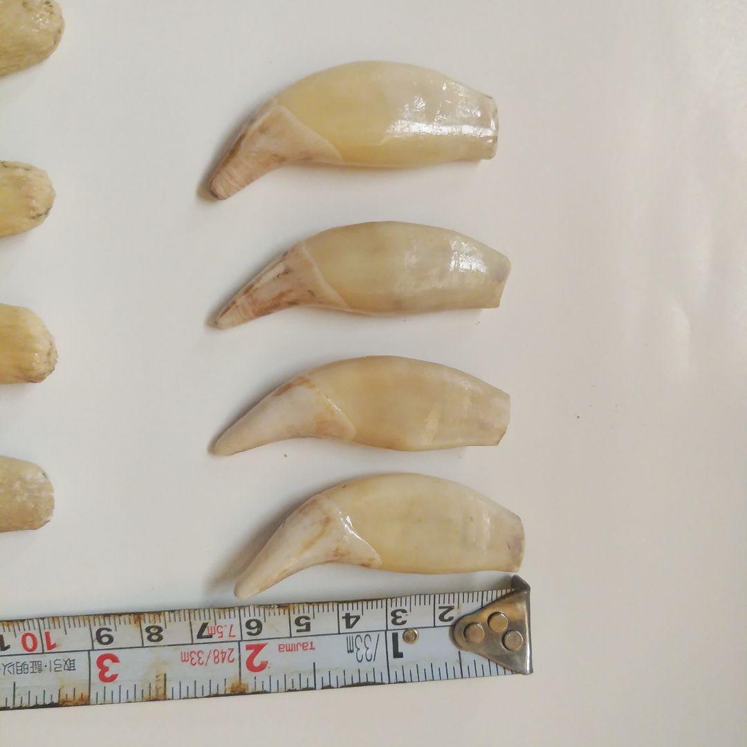 動物の牙 ハンドメイドアクセサリー 16個セット