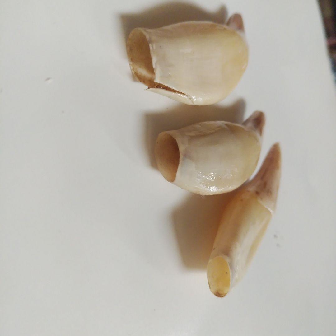 動物の牙 ハンドメイドアクセサリー 16個セット